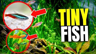 Here Are The 21 Best Fish For Small Tanks [upl. by Ynehpets]