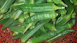 How to make  ladyfinger to different style with secret tips  home made recipe viral recipe [upl. by Lekram]