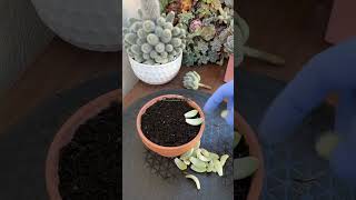 Succulent Tips Sedeveria Lilac Mist Propagation 🪴 succulents propagatesuculentas [upl. by Whetstone498]