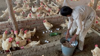 Daily Collection Murgi Hen Harvesting Egg On Poultry Farming  Poultry Farming Business  part 29 [upl. by Mikel360]