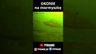 Reakcja OKONI  Kamera podwodna [upl. by Nichole]