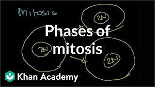 Phases of Mitosis [upl. by Hernandez313]