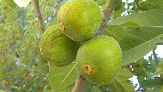 Growing Figs in Containers [upl. by Notyard]