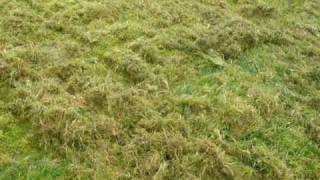 Heavy Moss In Lawn [upl. by Rizzi]