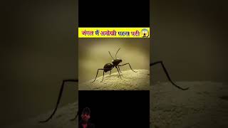 Chiti apna khana amazingfacts youtubeshort shortvideo [upl. by Yanehc]