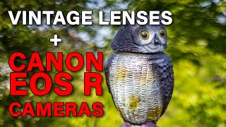 Use Vintage Lenses on a Canon EOS R Digital Camera [upl. by Eniamurt]