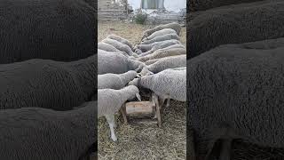 Yemleme koyunculuk sheep [upl. by Ymas]