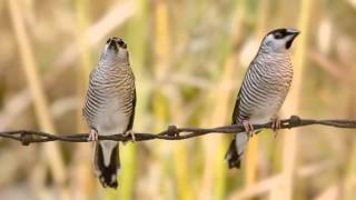 Plumhead Finch pair [upl. by Nomsed]