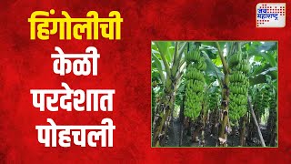 Hingoli Banana Export  हिंगोलीची केळी इराणइराकला पोहोचली  Marathi News [upl. by Leelah]