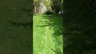 Kress KR174E Robotic Mower cutting long grass up a slope shorts grasscutting kress robotmower [upl. by Tabshey]