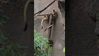 黑冠松鼠猴Blackcapped Squirrel MonkeyTaipei Zoo [upl. by Heidie]