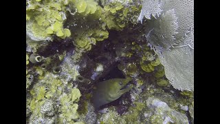 Roatan Aggressor Liveaboard Scuba Diving Clips [upl. by Marilee]