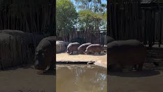 Hippo Family 🥰 shorts reels viralvideo [upl. by Porta]