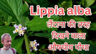 Lippia alba  Bushy Lippia  A plant like Lantana लैंटाना जैसा औषधीय पौधा जो आक्रांता नहीं है India [upl. by Lasala]