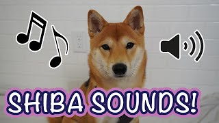 Shiba Sounds  The Sounds of the Shiba Inu ShibaInu [upl. by Ylelhsa305]