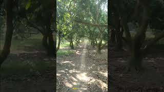 Lichi ka tree garden song hindi music youtubeshorts [upl. by Juliano]