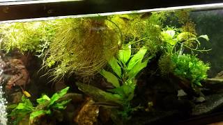 Why Does My Cory Catfish Hang Around The Surface [upl. by Patrizio]