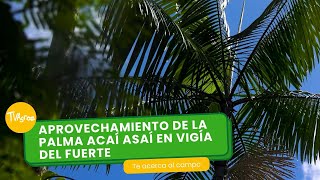 Aprovechamiento de la palma acaí asaí en Vigía del fuerte  TvAgro por Juan Gonzalo Angel Restrepo [upl. by Tegdirb]