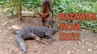 bayawak huntingusing footpump airgunkaylangan pa akyatin bago nakuha [upl. by Charlotta]