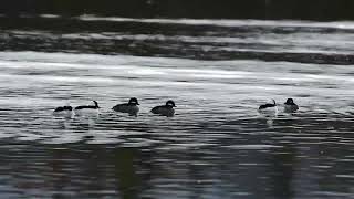 Bufflehead Ducks in Alaska [upl. by Zelikow]