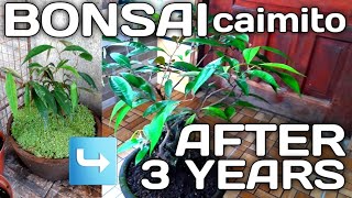 caimitostar apple bonsai update 3 years old [upl. by Pain155]