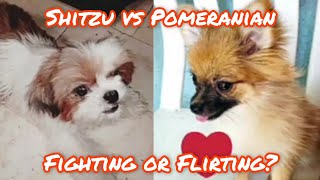 Pomeranian vs Shih tzu Fighting or Flirting Shorts [upl. by Reyaht697]