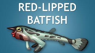 Elltharis  REDLIPPED BATFISH 5★ [upl. by Anuahsal806]