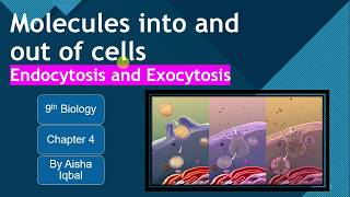 Endocytosis and Exocytosis Class 9 [upl. by Yehudit]