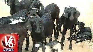 Sheep Breeding methods  SV Veterinary University Prof Raghunanthan Sagubadi [upl. by Krissie]