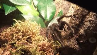 Female juvenile Grammostola pulchra cleans her pedipalps and chelicerae [upl. by Leina]