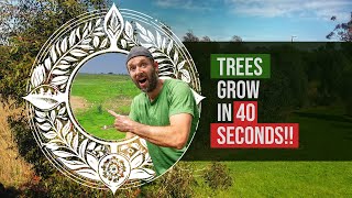 Watch trees grow in 40 seconds A 65 year timelapse [upl. by Meill]