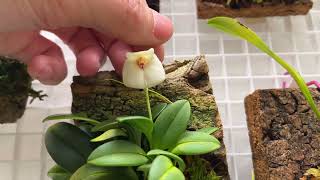 Cool growing orchid setup February 4 2023 [upl. by Enomal]