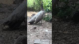 Beautiful Peachick Babies amp Mama brief outing  peafowl [upl. by Tiny945]