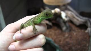 Baby Chinese Water Dragons [upl. by Allenad649]