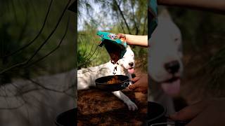 My Dogo Argentinos Outdoor Meals dog dogoargentino fyp [upl. by Alekram]