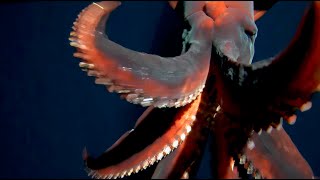 Incredible footage of a rare deepsea Dana Squid [upl. by Enerehs]