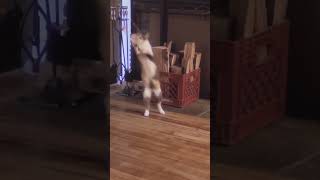 Love Plays  LuxC341 cats catshorts catvideos cutecat [upl. by Esadnac]