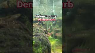 Is Denison Barb the MOST STUNNING Indian Beauty [upl. by Aurilia260]