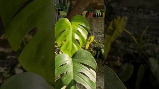 Monstera Deliciosa Collection monsteradeliciosa tropicalplants trending [upl. by Ahsinid508]