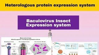 Baculovirus Insect Expression System in Hindi [upl. by Inahc]