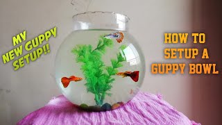 How to setup a guppy bowl My new guppy setup AQUA GUY [upl. by Viviyan]