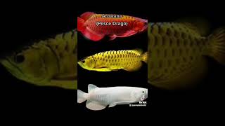 Arowana 🐠 Scleropages formosus [upl. by Yenaiv495]