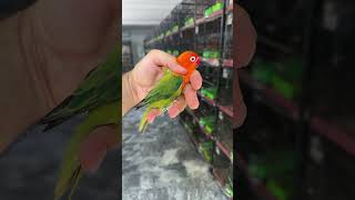 Beauty of Violet Green Opaline lovebirds parrot birdslover [upl. by Sethrida241]