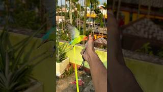 Love birds training🦜 Birds harness training birds parrot minivlog shortvideo shortvideo ￼ [upl. by Kcirdet240]