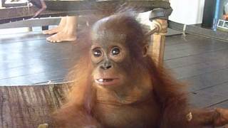 Baby orangutan Noel enjoys a little snack time [upl. by Laro598]