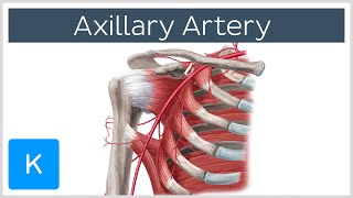 Axillary Artery  Location amp Branches  Human Anatomy  Kenhub [upl. by Justicz]