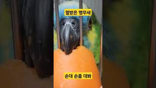 열받은 앵무새 parrot 노래하는앵무새 소주 아마존앵무새 발정난앵무새 앵무새소주 [upl. by Luanni]