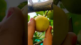 How to grow the lemon plant from seed lemon seeds plants tips planttips mnagri lemontree yt [upl. by Nosimaj]