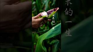 Thats how we grow colorful corn in China corn farmer ytshorts cornlovers [upl. by Flosi127]