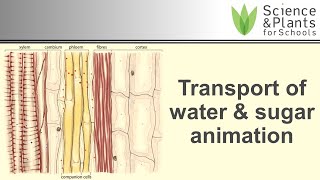 Transport in plant xylem amp phloem water amp sugar  animation 💧🍬 [upl. by Gnilrets889]